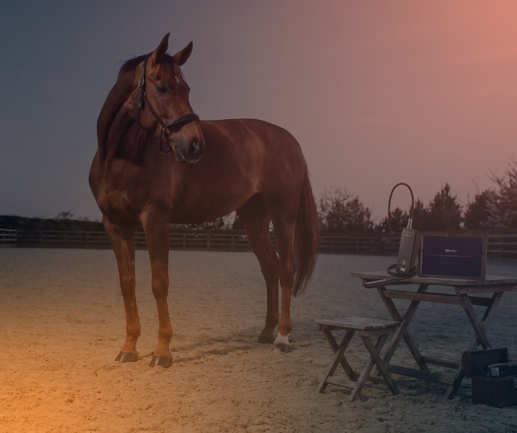 Equine 06